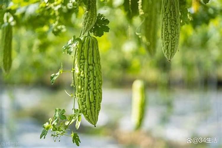 苦瓜种植全攻略：掌握关键技术，收获绿色健康