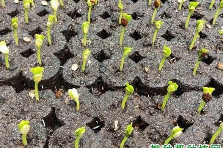 苦瓜播种过程中易出现哪些问题？怎样解决？