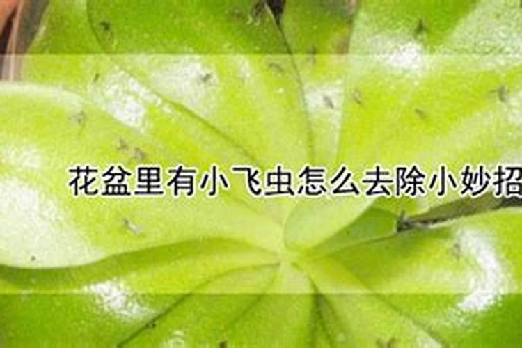 花盆杀虫小妙招有哪些？