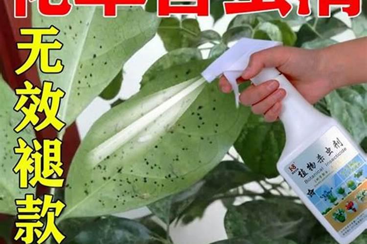花盆里杀虫的最好方法