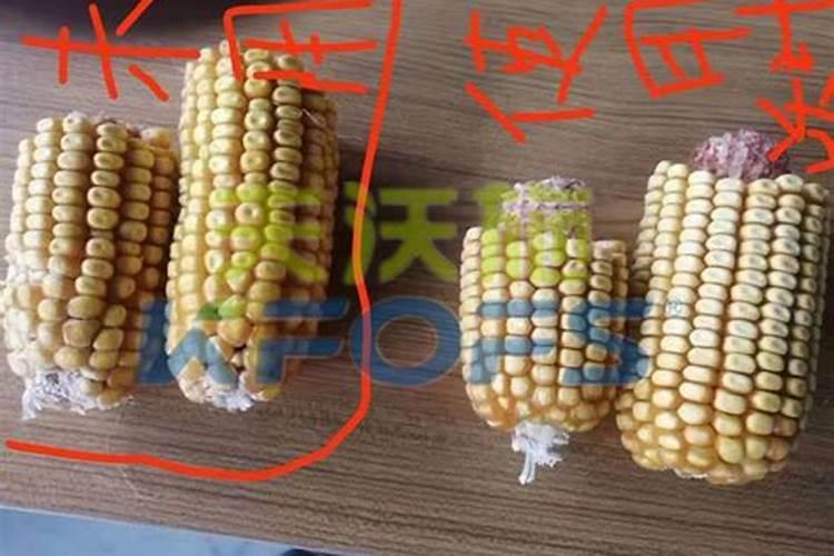 哪里生产的锌肥最好最安全？