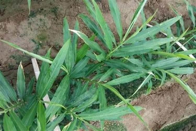 新型农药配方怎么来大姜病害的？