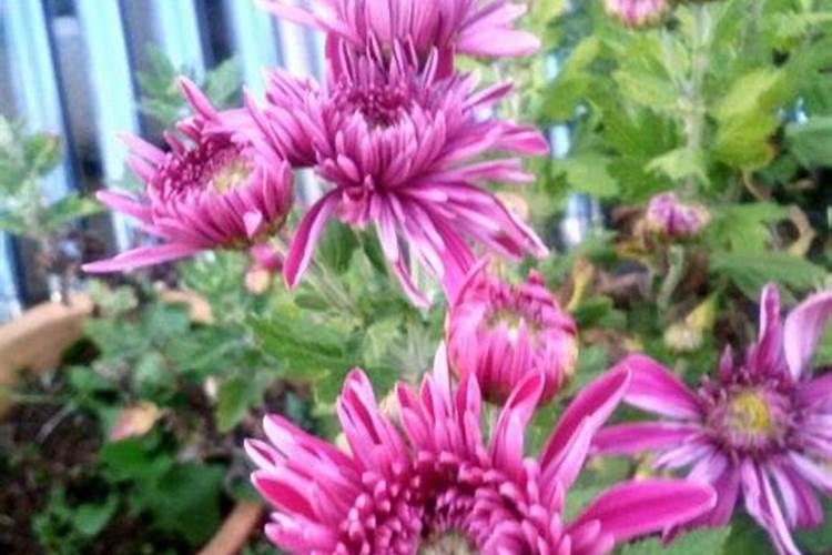菊花养护秘籍：病毒病防治技术全攻略
