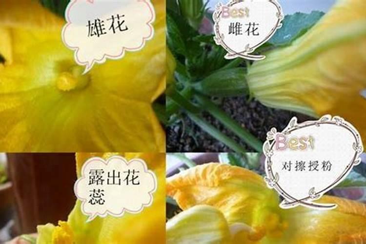 揭秘丝瓜早衰：原因与防治策略全解析