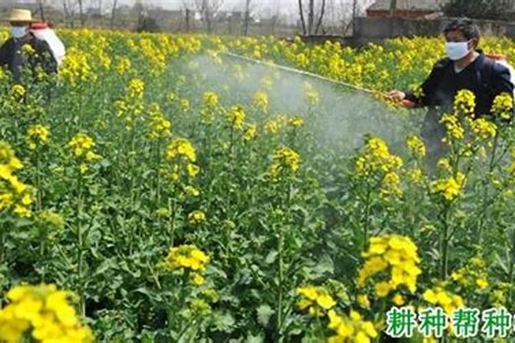 兰花喷施叶面肥需要注意哪些问题