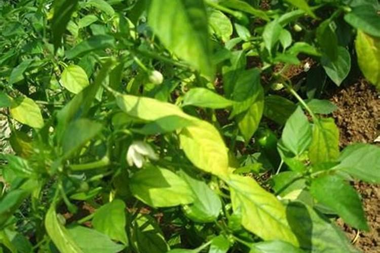 辣椒植株缺镁的症状？