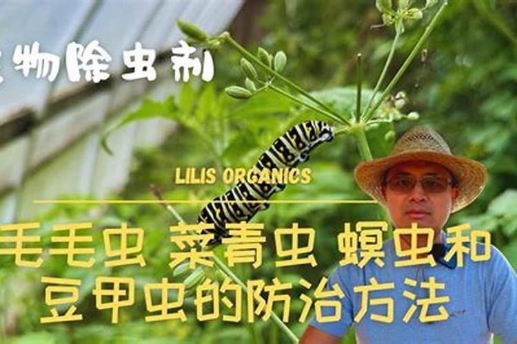 守护绿意盎然：全面攻略香蕉毛虫防治方法？