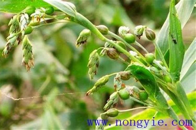 薏米种植方法