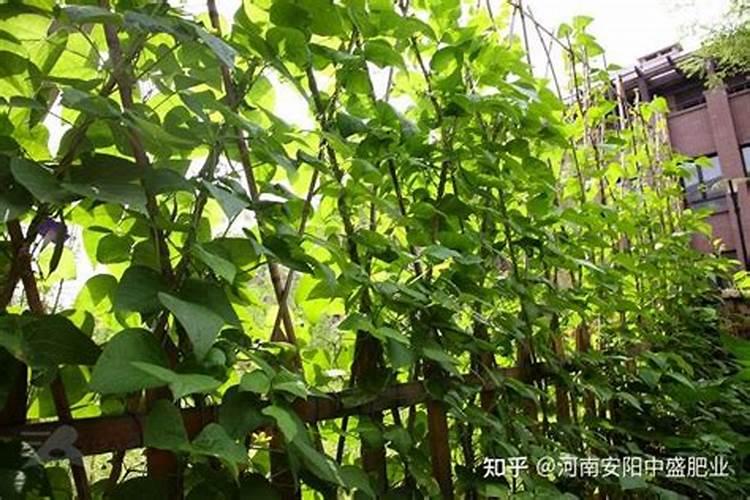豇豆藤枯死的原因是什么？要怎么防治豇豆死藤？