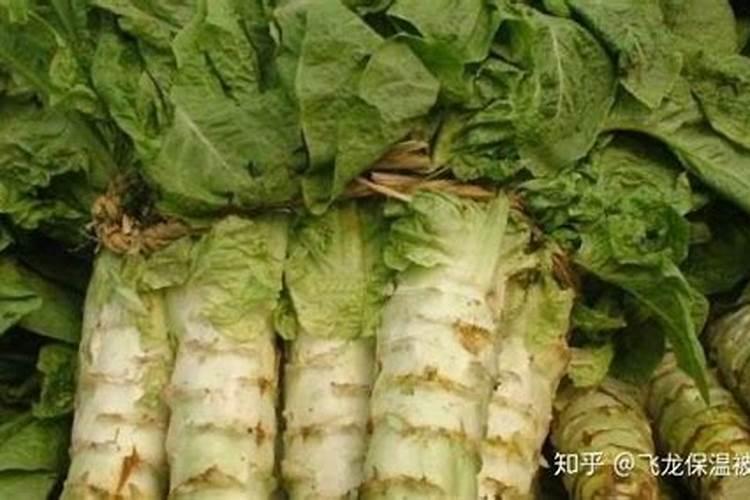 莴笋常见病害有哪些，春莴笋病害该如何防治？