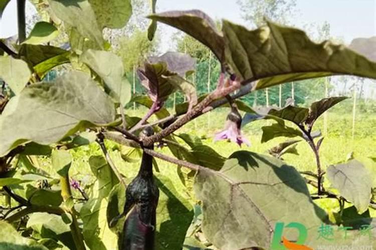 茄子死苗啥原因？茄子死苗的原因