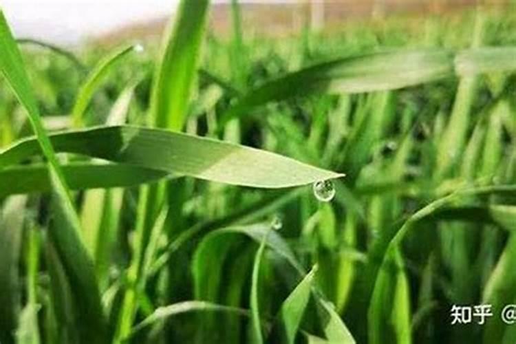 田间守护者：小麦一年打药时间全解析