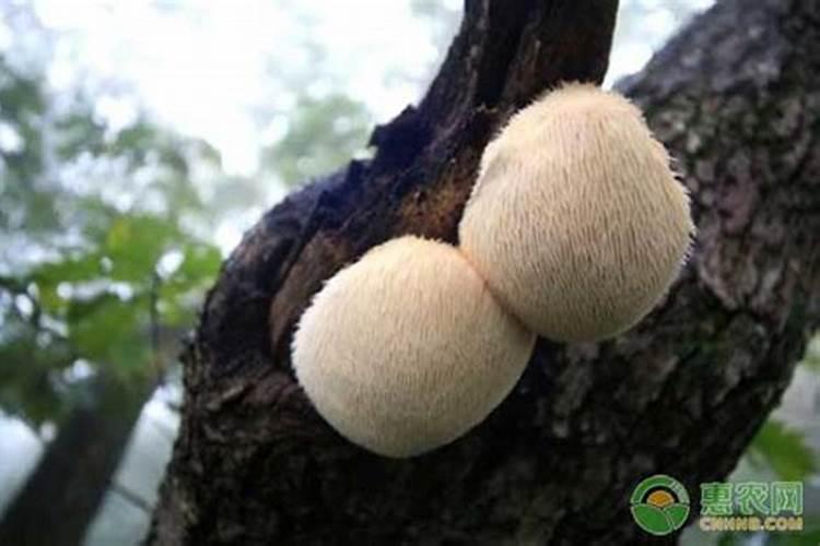 猴头菇长菇阶段的精细管理：揭秘健康生长的关键步骤