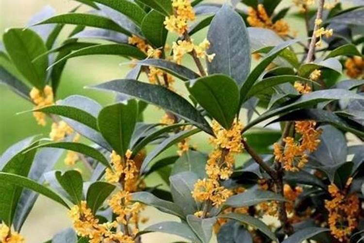 桂花树不开花是什么原因？