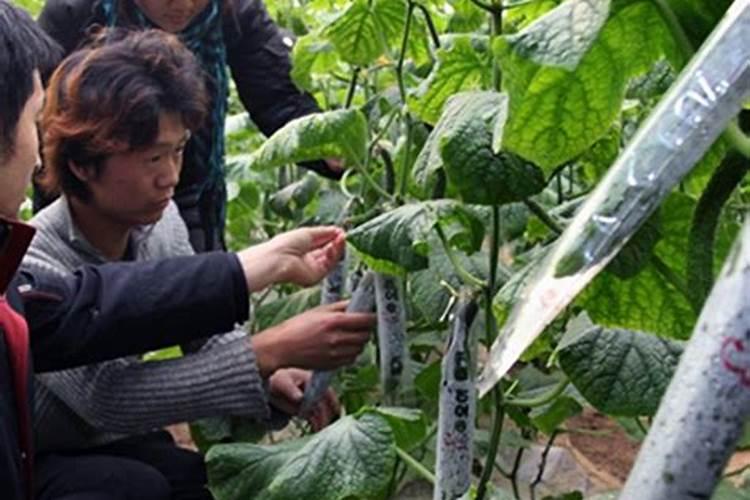 茄果蔬菜套袋防病虫