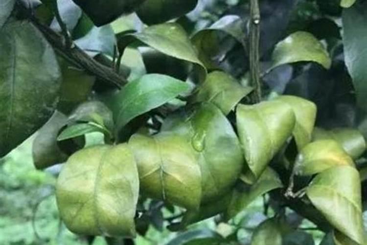 怎样改善果树缺硼？