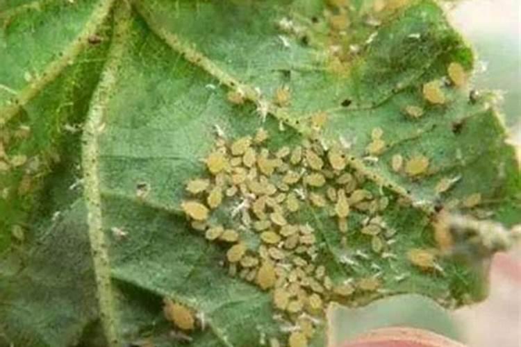 揭秘：多菌灵对抗蚜虫的实效性探究？