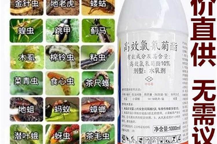 氯氰菊酯能杀什么虫