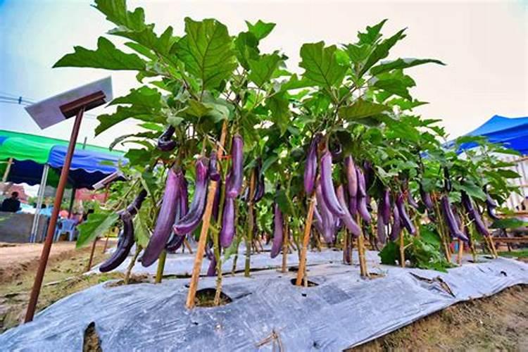 田间守护者：茄子紫花病的防治全攻略
