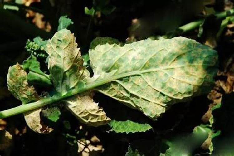 守护金黄——油菜病虫害防治的科学用药之道
