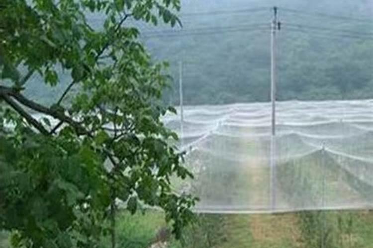 天网护烟叶，科技防冰害——探究烟叶防雹网应用技术