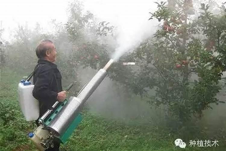 提升果树叶面肥效能的关键技巧