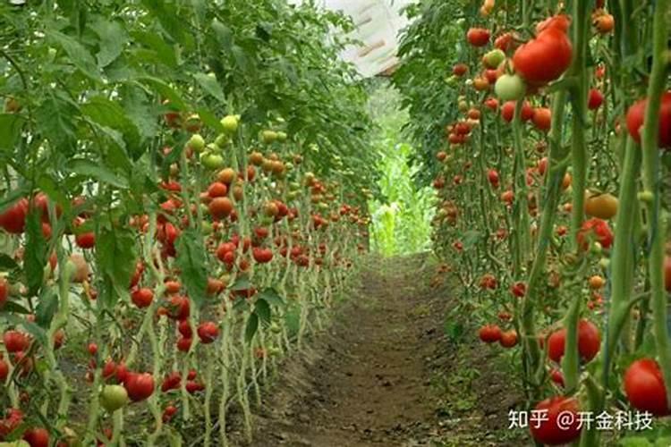 丰产蔬菜的秘诀：合理施肥指南
