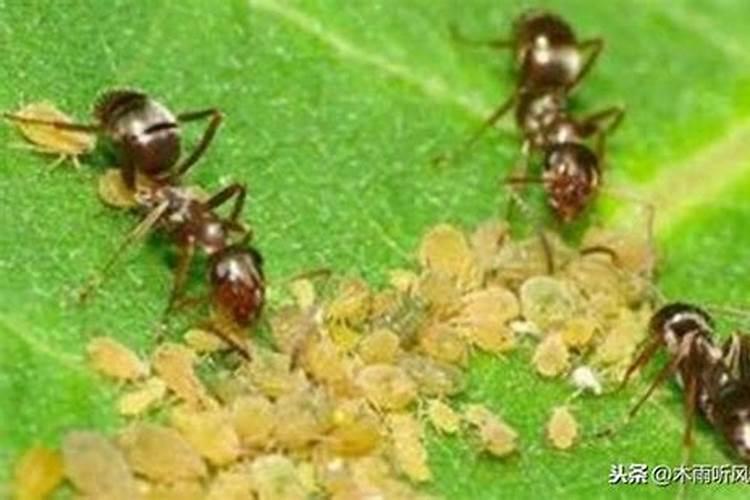 防菜心病毒病有方法？