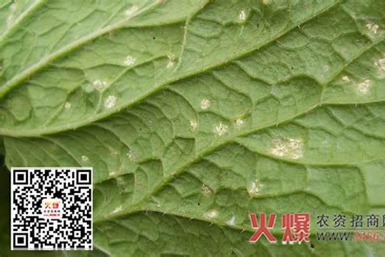 菜心白锈病初期防治药剂有哪些？