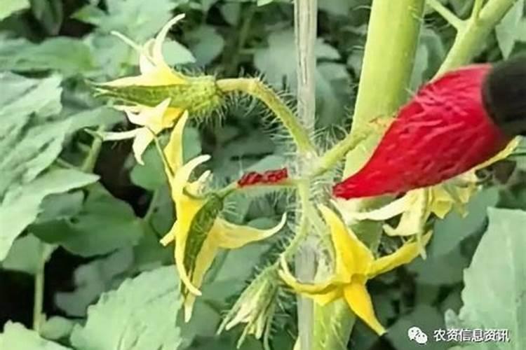 番茄果有空洞是什么原因造成的？