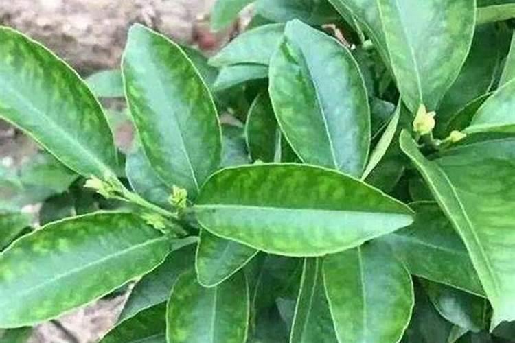 果树锰过量症状