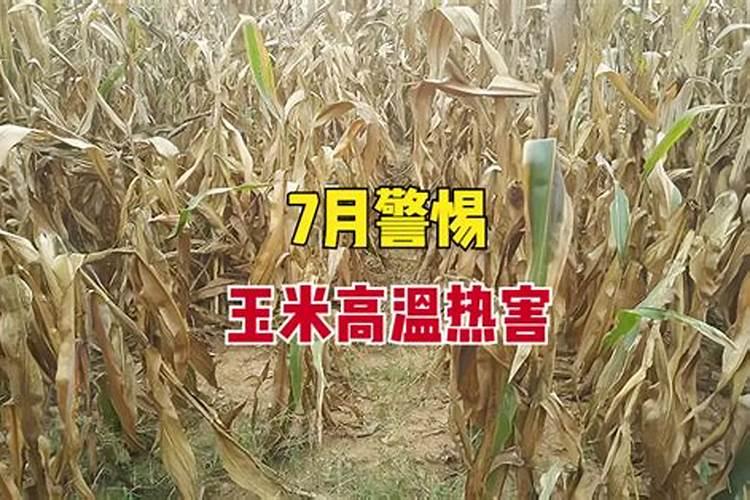 如何预防玉米高温危害？