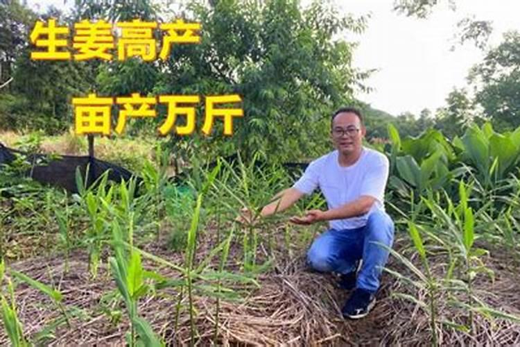 生姜高产的秘诀：正确施肥技巧揭秘