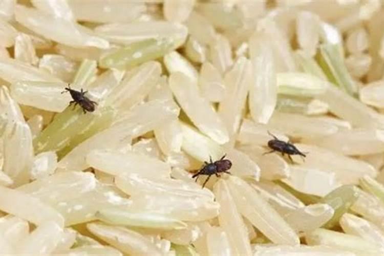 贮粮害虫的防治是什么？