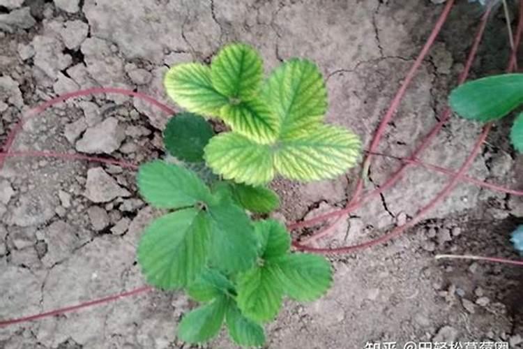 草莓叶枯病的症状，草莓叶枯病咋解决
