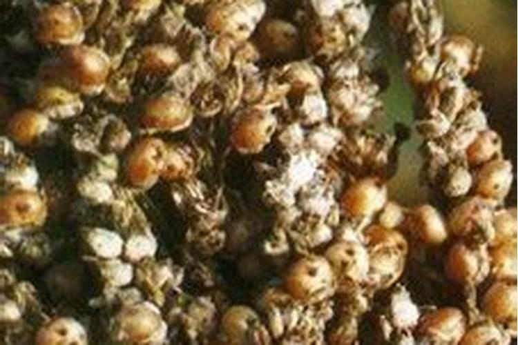 高粱顶腐病怎么办？高粱顶腐病的发病特点及防治