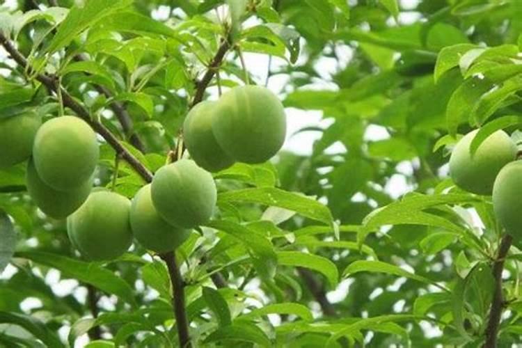 李子的采收期怎样确定？