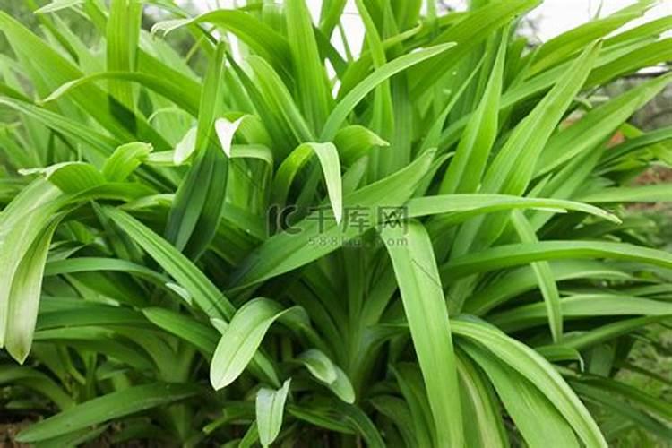 绿意盎然：长叶子植物的营养秘诀