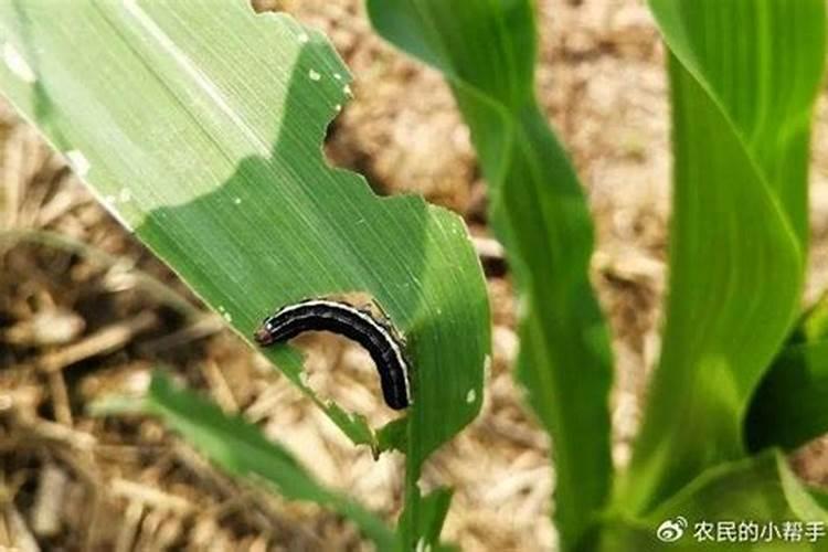 玉米粘虫的奥秘：危害与防治