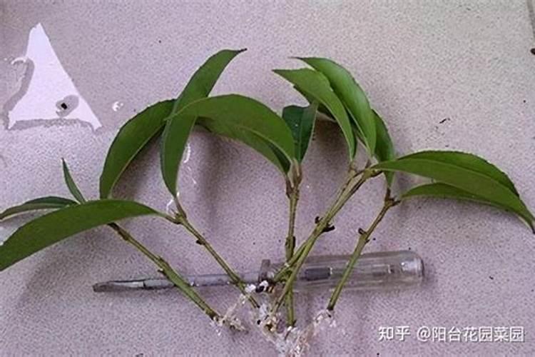 五步法快速促进桂花水培生根，轻松掌握家中绿植繁殖技巧