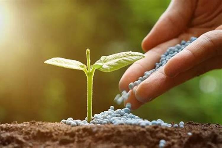 绿色守护：策略与实践，减少蔬菜农药使用量的行动指南