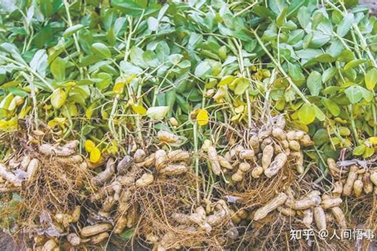 五策略助力花生高产：提升农业效益的关键步骤