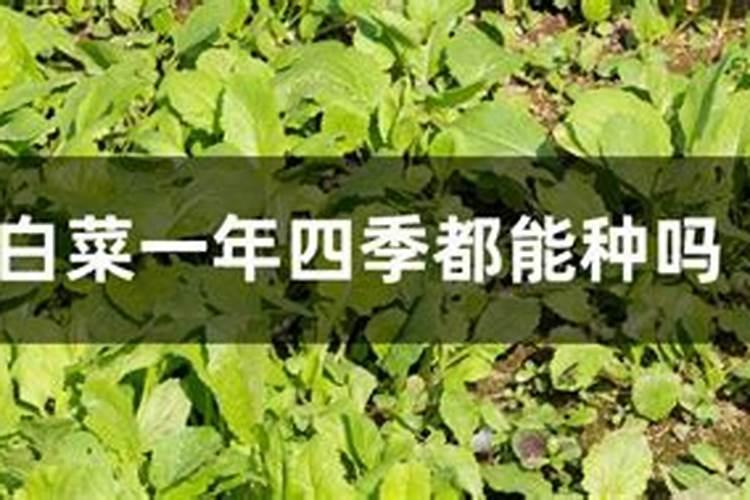 肥东能一年四季种小白菜吗？