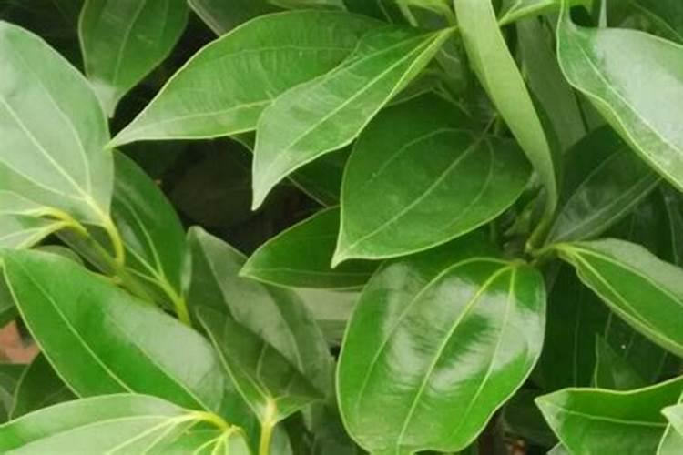 平安树怎么修剪才茂盛,3种修剪方法