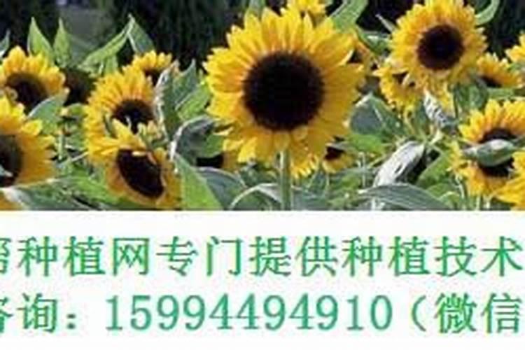 噻唑锌与什么不能混用