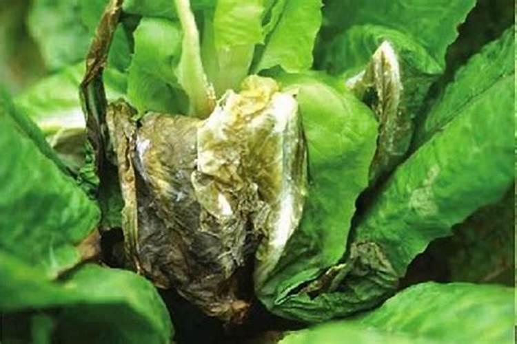蔬菜菌核病怎样防治？蔬菜菌核病的防治方法