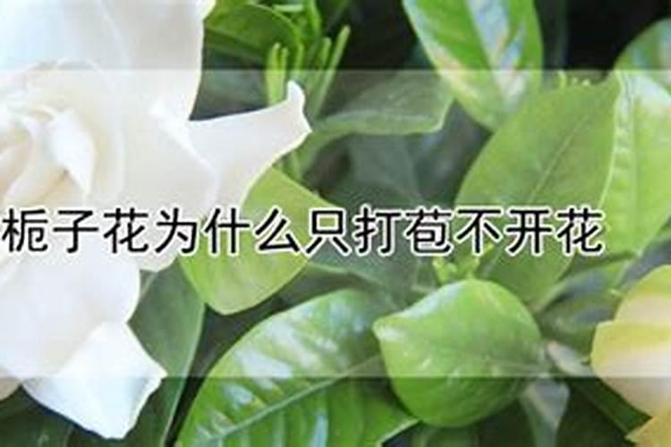 栀子花打苞不开花是什么原因