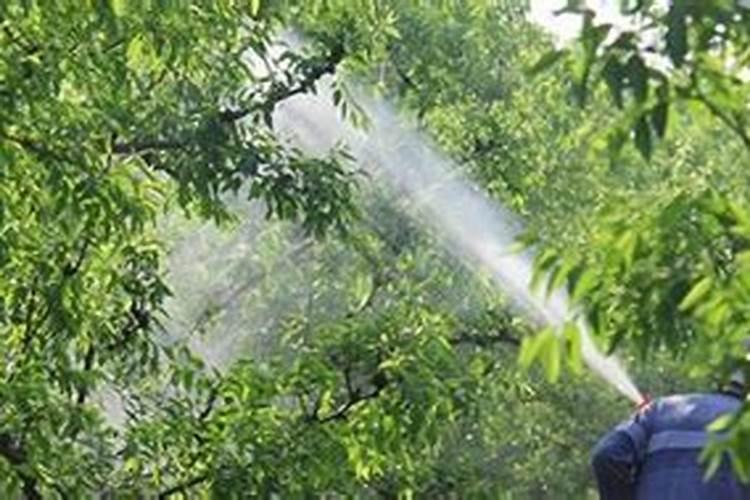 打药后几个小时下雨不影响效果