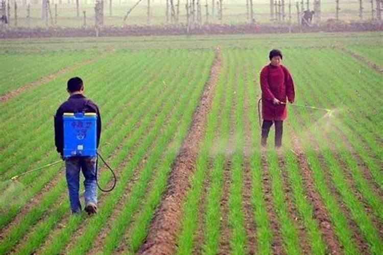 除草高效攻略：提升除草剂效果的科学方法？