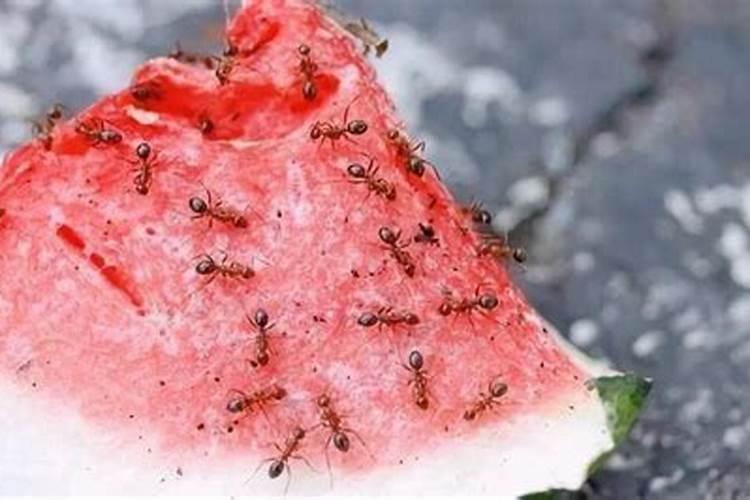 花盆里的蚂蚁怎么能彻底消灭